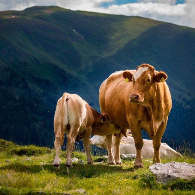 Federación Asturiana de Parroquias Rurales